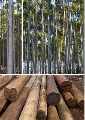 floresta de eucaliptos-interior de sp