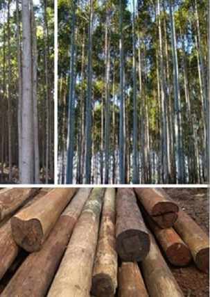 Foto 1 - floresta de eucaliptos-interior de sp